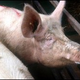 Illustration for article titled The Swine Flu Scare